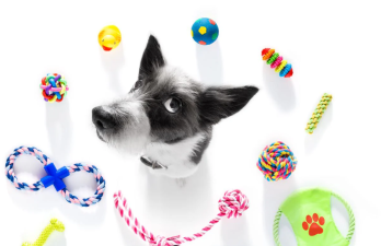 Eco-Friendly Toys for Dogs and Cats